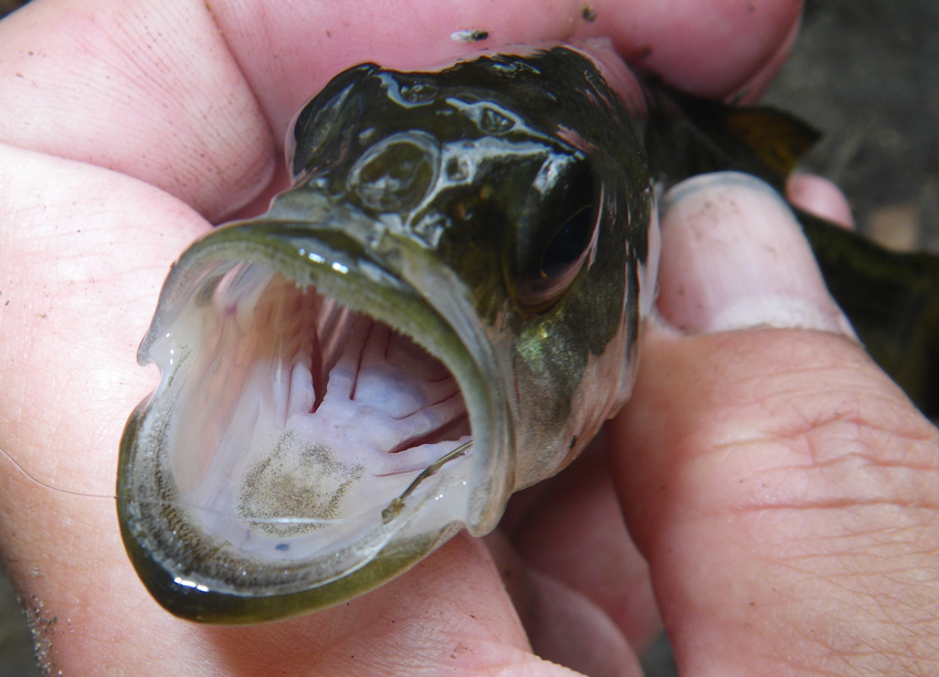 Bass, Suwannee fishingwithpole